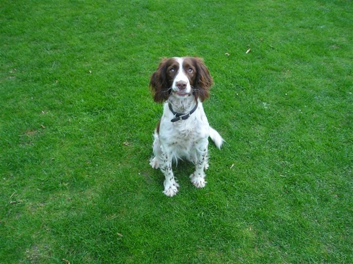 Engelsk springer spaniel tikki  R.I.P - hej kan i finde mig i det grønne..? billede 6