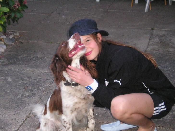 Engelsk springer spaniel tikki  R.I.P - mig og kamilla billede 7
