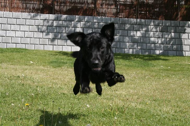 Labrador retriever Sofus (Formel 1) billede 12