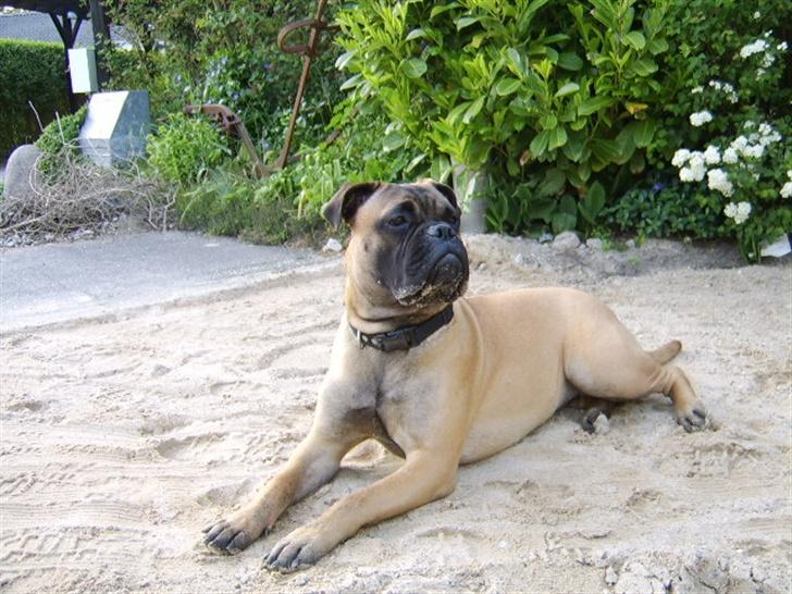 Bullmastiff Emma billede 11
