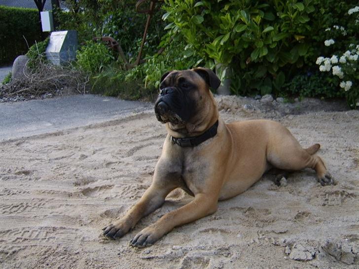 Bullmastiff Emma billede 12