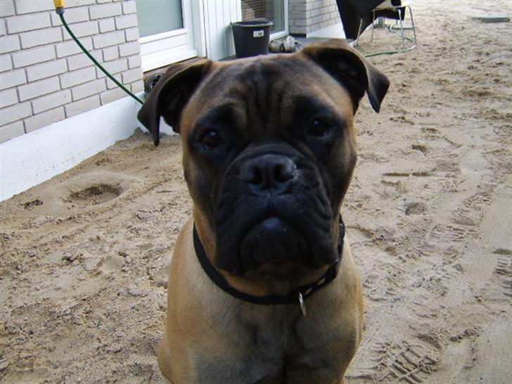 Bullmastiff Emma billede 13