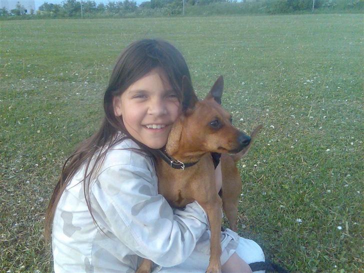 Dvaergpinscher buller - Vi nyder og være ude sammen.. billede 6