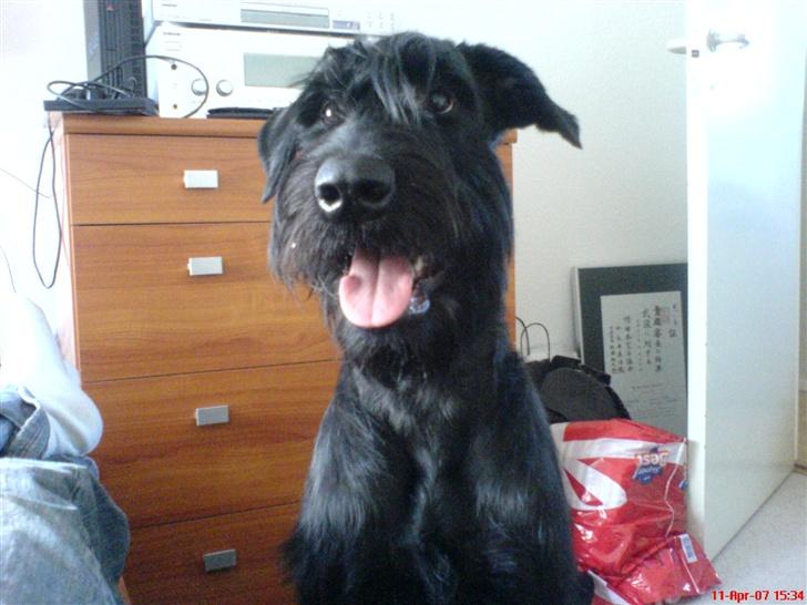 Riesenschnauzer Zantos billede 1