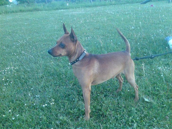 Dvaergpinscher buller - ude og gå med hele familien! billede 7