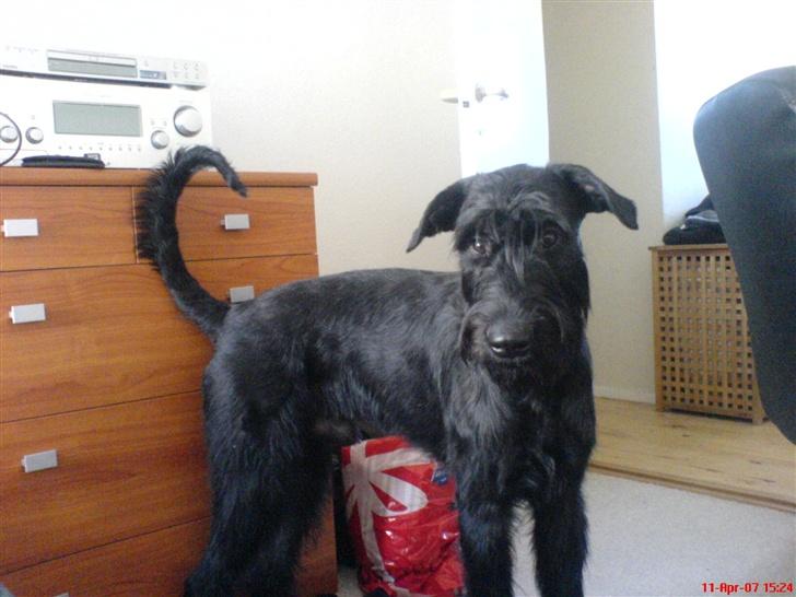 Riesenschnauzer Zantos billede 2