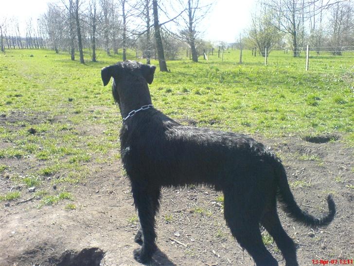 Riesenschnauzer Zantos billede 3