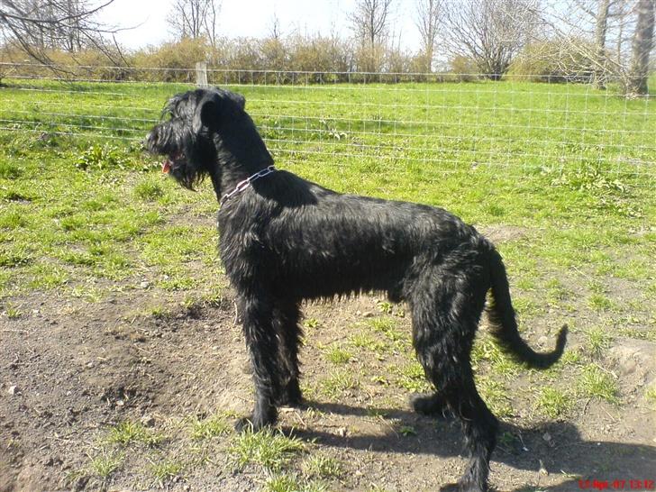 Riesenschnauzer Zantos billede 4