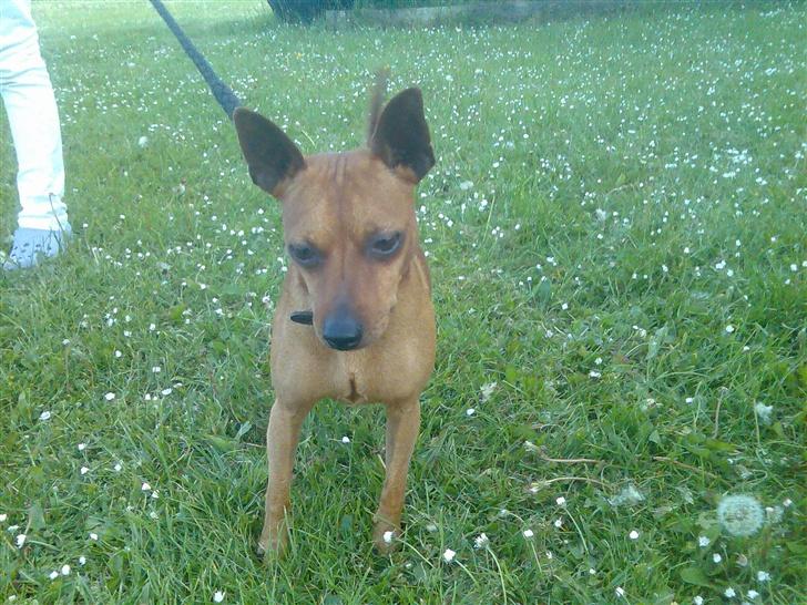 Dvaergpinscher buller - er jeg ikke sød! se mine flotte øre!  billede 8