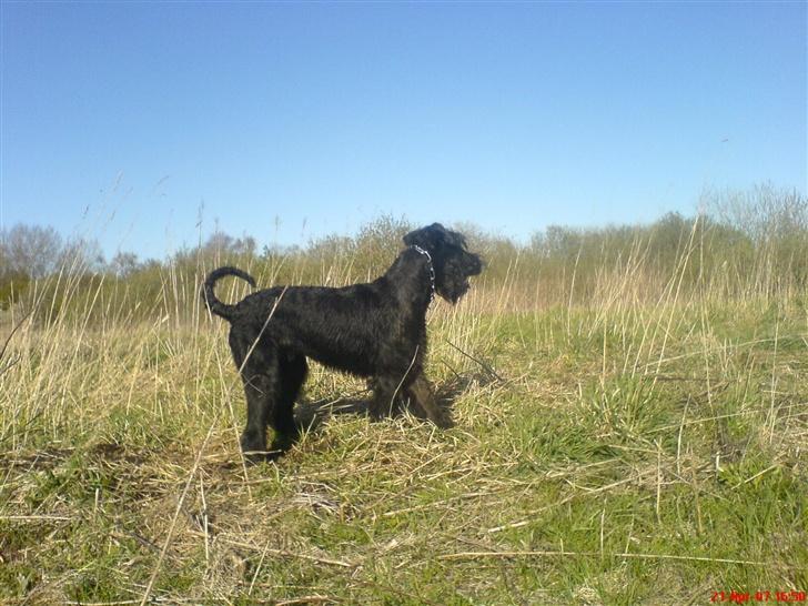 Riesenschnauzer Zantos billede 5