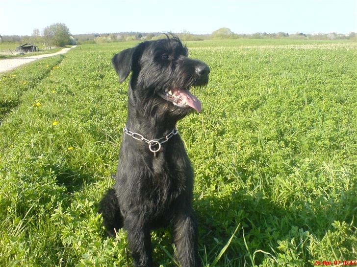 Riesenschnauzer Zantos billede 6