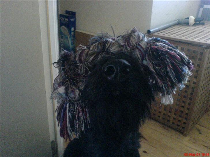 Riesenschnauzer Zantos billede 7