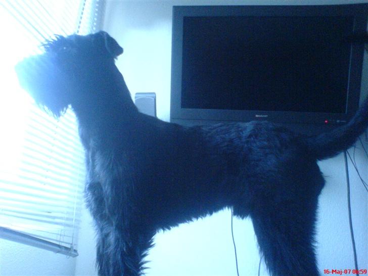 Riesenschnauzer Zantos billede 8