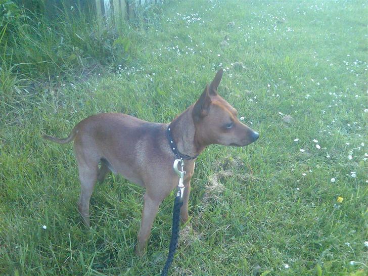 Dvaergpinscher buller - (tænker) skal vi ikke lave noget!  billede 9