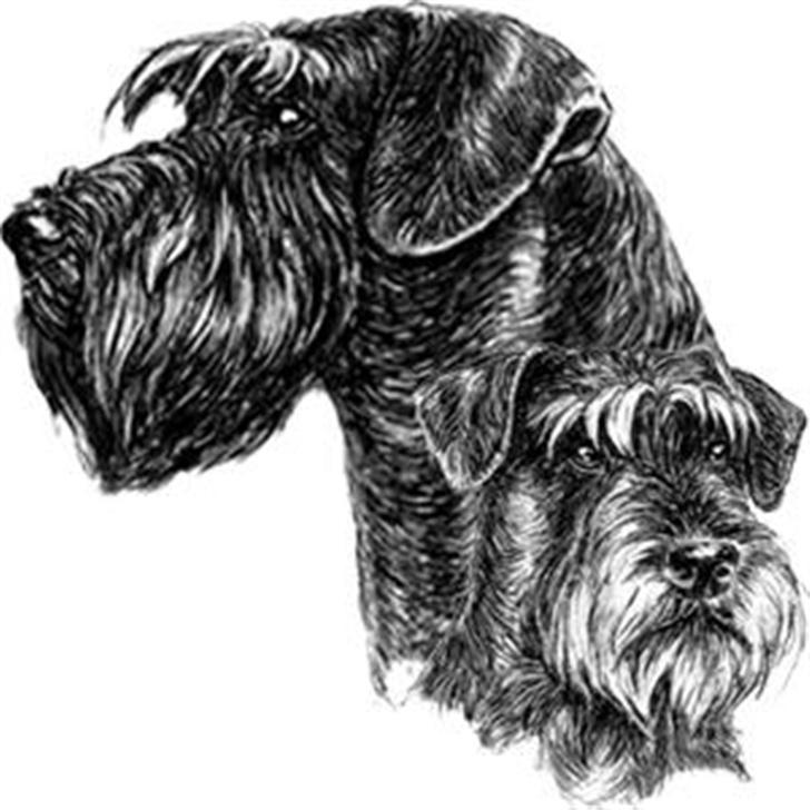 Riesenschnauzer Zantos billede 10