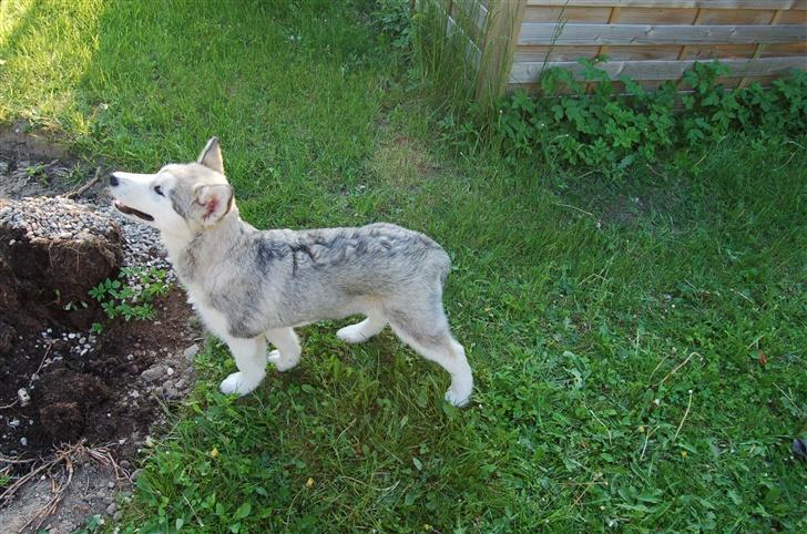 Alaskan malamute Aashka - 14 uger billede 6