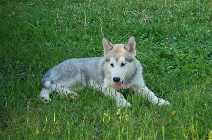 Alaskan malamute Aashka - 14 uger billede 7