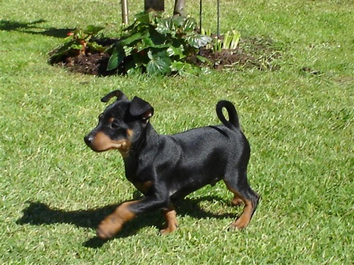 Dvaergpinscher spike - man går så fint billede 7