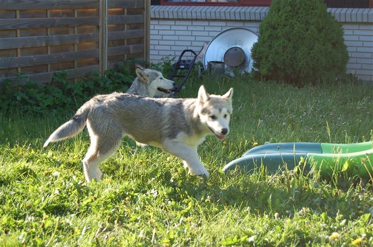 Alaskan malamute Aashka - 14 uger billede 8