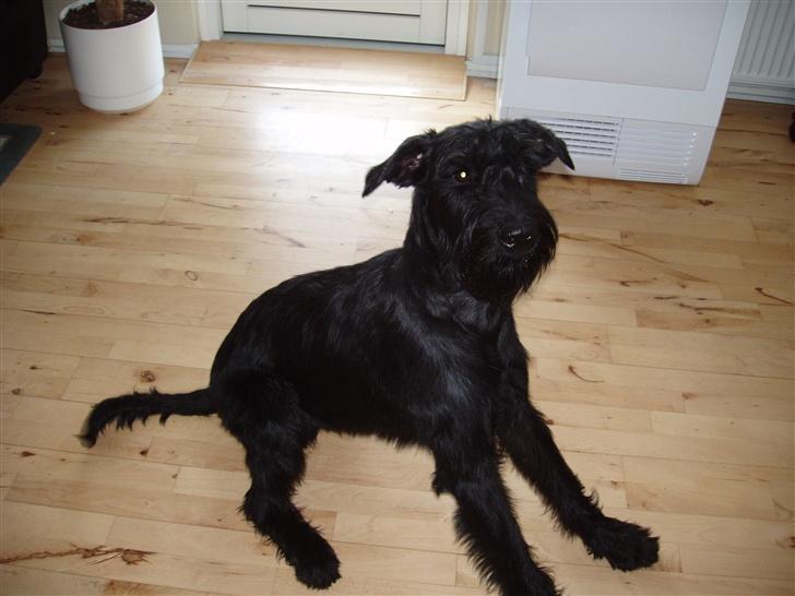 Riesenschnauzer Zantos billede 11