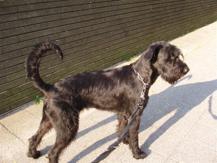 Riesenschnauzer Zantos billede 12