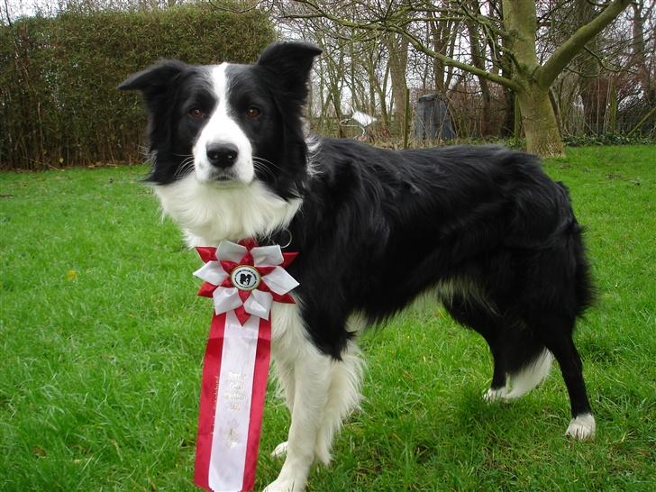 Border collie Smedegården`s Skyline  - Zanto er her blevt DKLPCH i 2006 billede 1