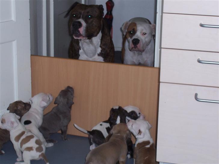 Amerikansk staffordshire terrier R.I.P Fibse... Love U - Hey der er de gamle jo... billede 9