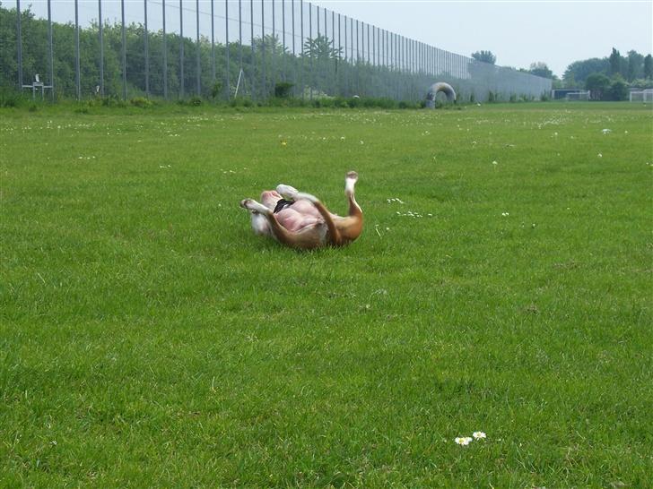 Amerikansk staffordshire terrier R.I.P Fibse... Love U - JUUBII-sommeren er kommet.... billede 10