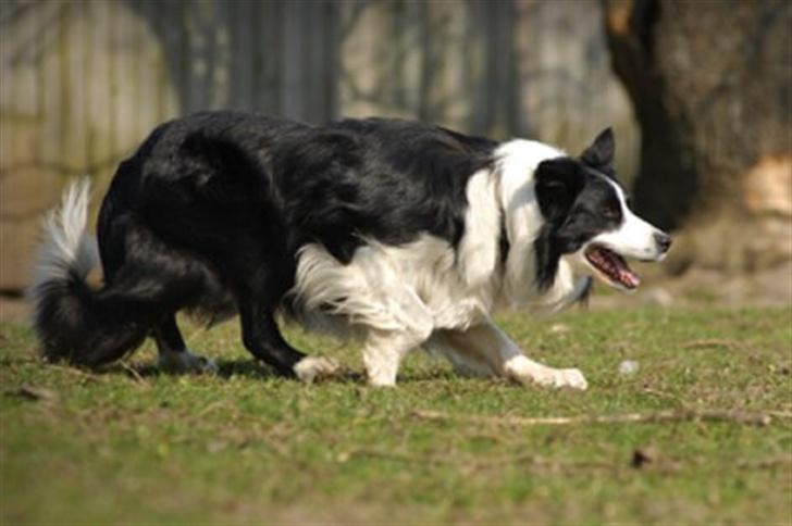 Border collie Smedegården`s Skyline  - Zanto har bestået hyrdeprøven i juni 2007 billede 2