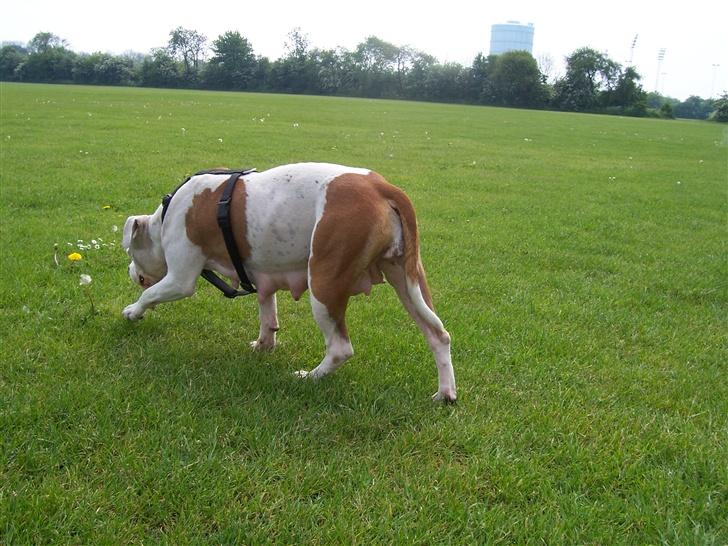 Amerikansk staffordshire terrier R.I.P Fibse... Love U billede 11