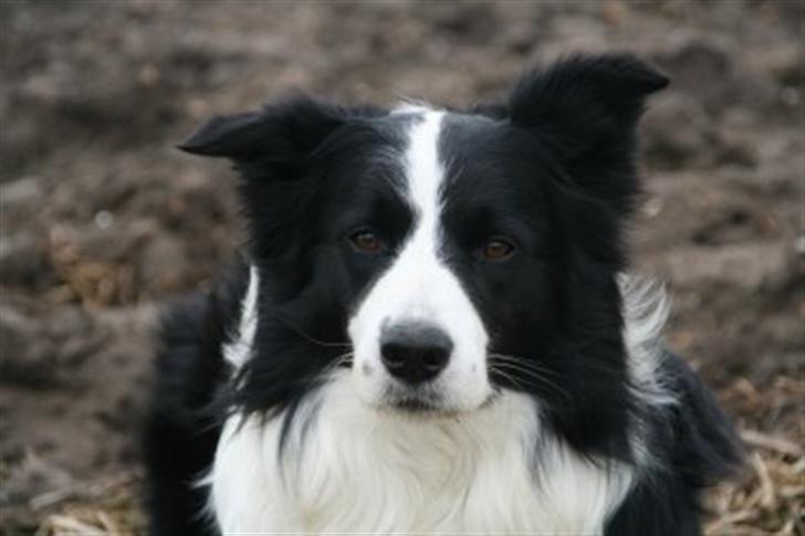 Border collie Smedegården`s Skyline  - Zanto liggende i sporarealet billede 3