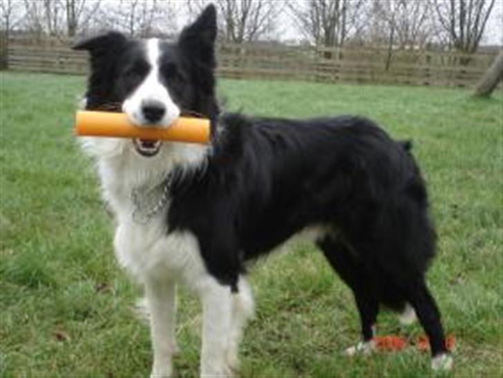 Border collie Smedegården`s Skyline  - Zanto med apport billede 4