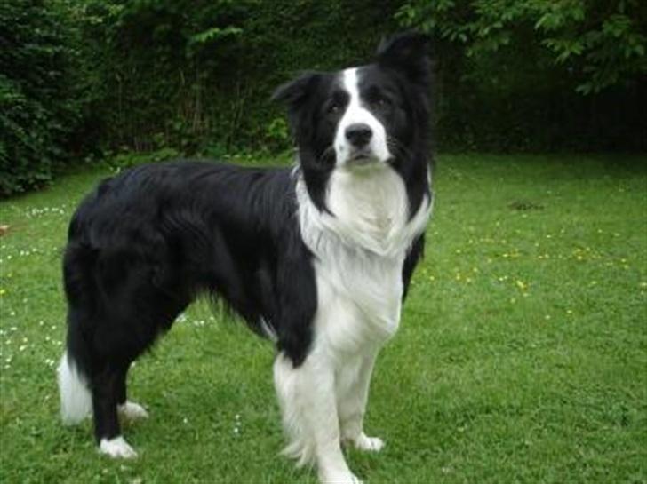 Border collie Smedegården`s Skyline  - Smedegården`s Skyline O`Manhattan "Zanto" billede 5