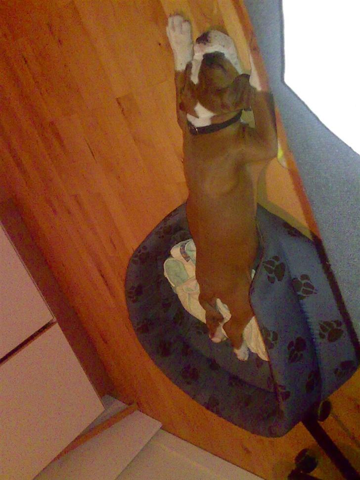 Boxer Matilde - underlig, jo lidt.. billede 1