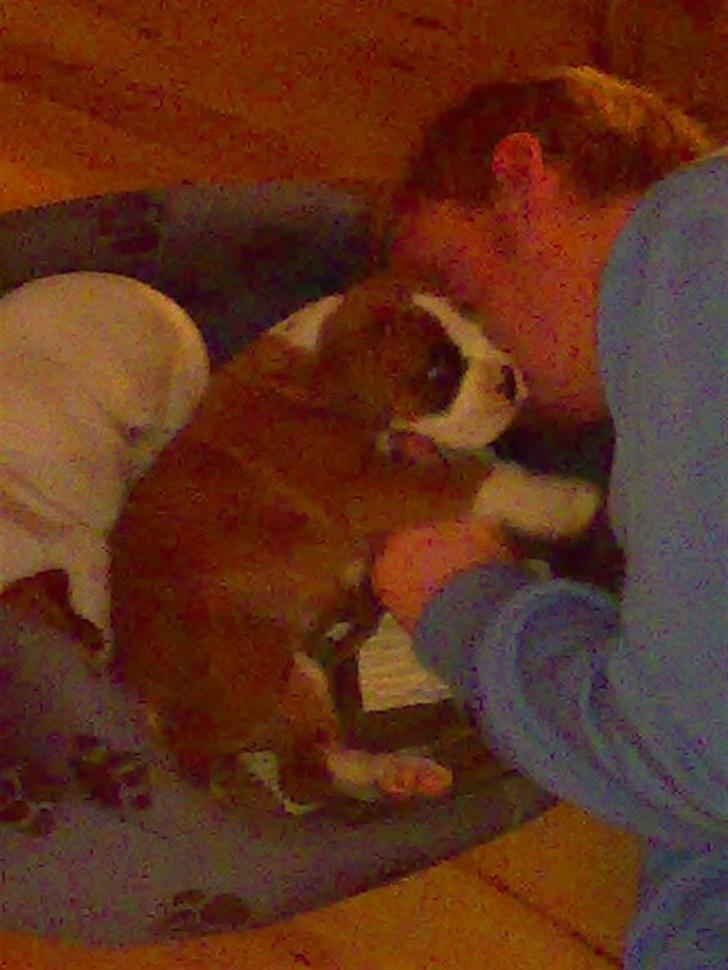 Boxer Matilde billede 2