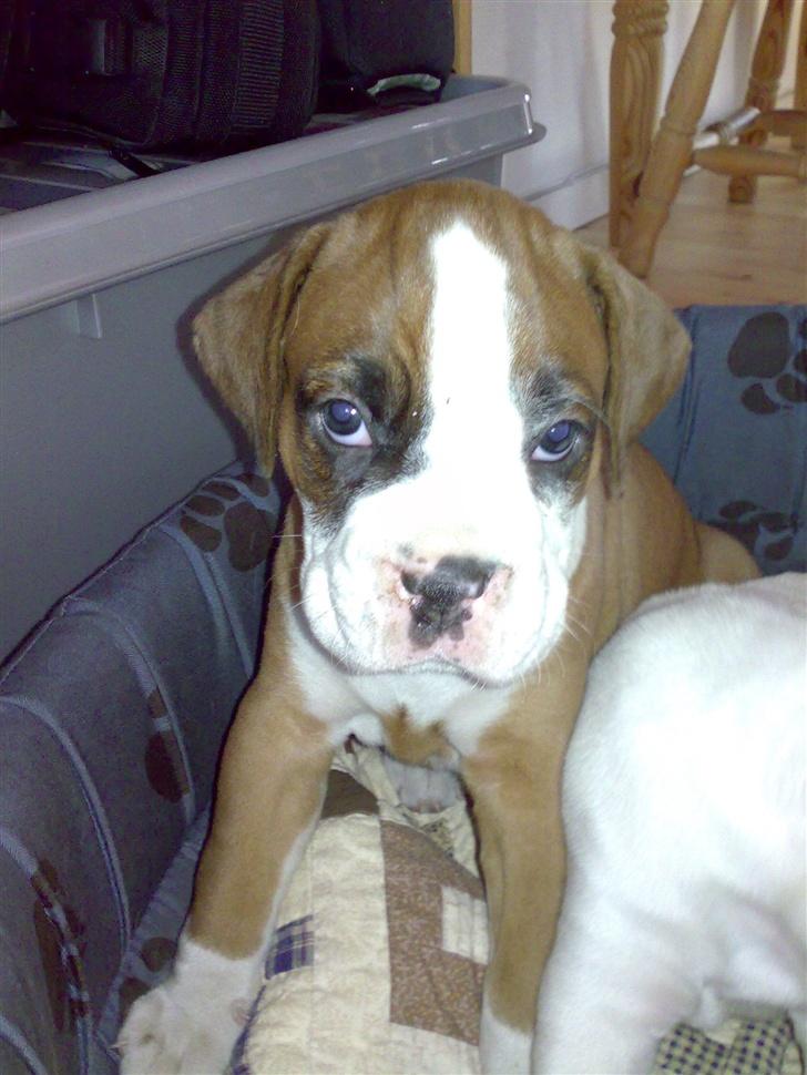 Boxer Matilde - Matilde som lille hund. billede 3