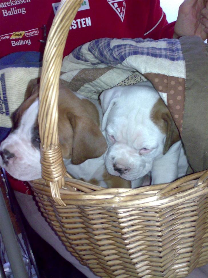 Boxer Matilde - her sammen med søster Malou. billede 4