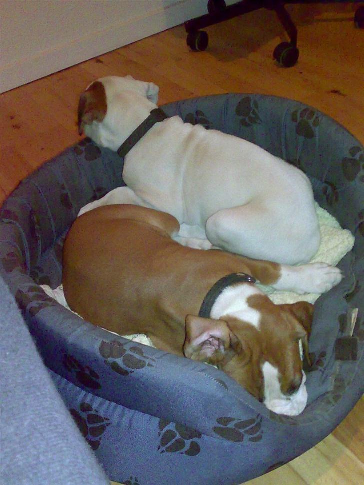 Boxer Matilde - vi skal helst ligge i samme kurv.. billede 5