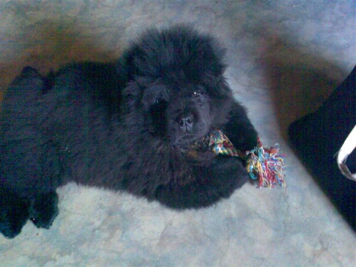 Chow chow Chukie billede 11