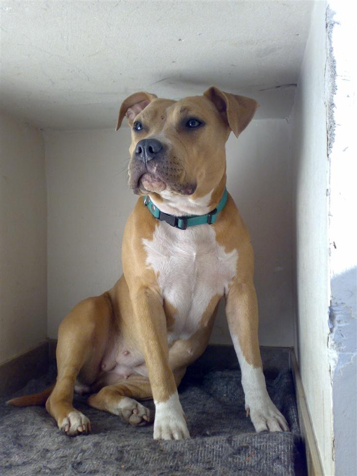 Amerikansk staffordshire terrier Mille billede 10