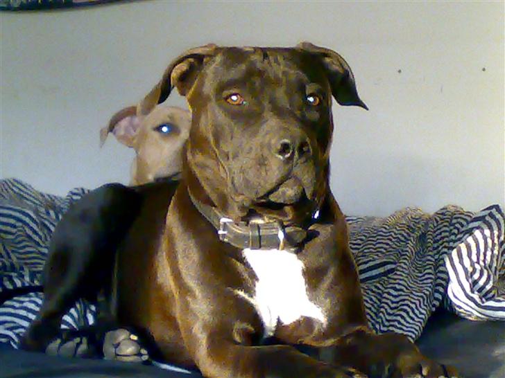 Amerikansk staffordshire terrier Shadow RIP billede 9