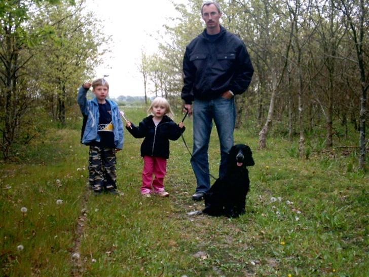 Cocker spaniel Bonnie (død 4 maj 2008)  - En tur i skoven... Bonnie elsker at gå ture i skoven billede 2