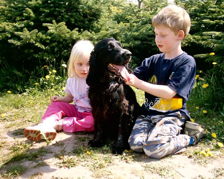 Cocker spaniel Bonnie (død 4 maj 2008)  - En pause i hundeskoven ... Bonnie, Daniel og camilla.  billede 3