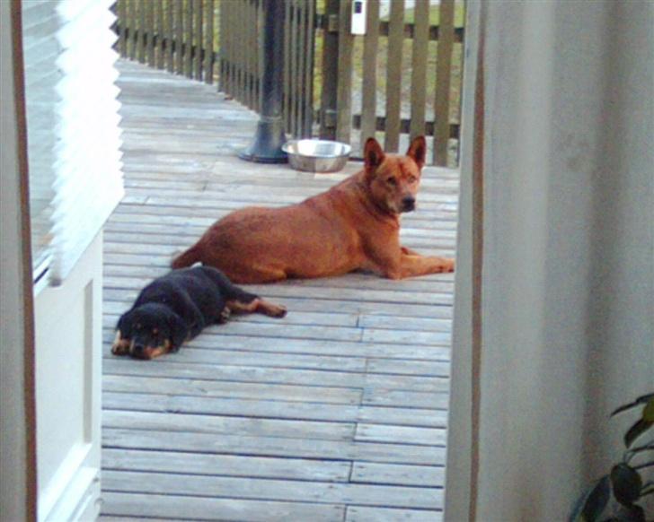 Blanding af racer thor - Det er nu meget hyggeligt at ligge på terrassen med lillebror. billede 17