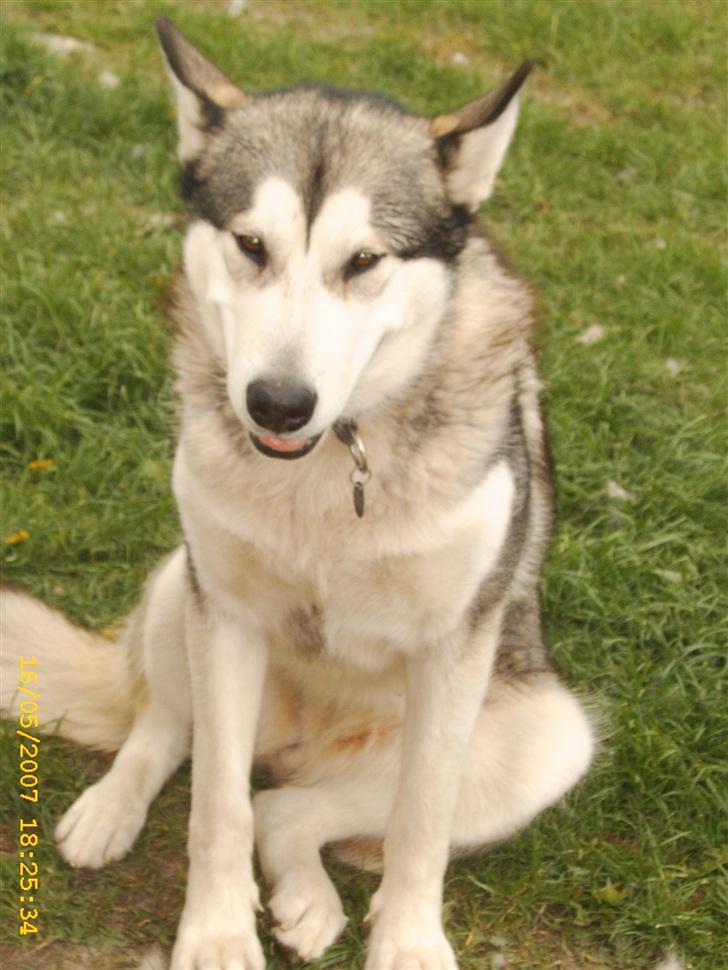 Alaskan malamute Aisha billede 13