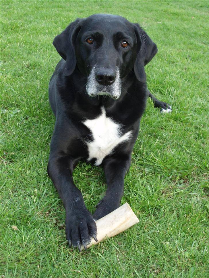 Blanding af racer Nala  R.I.P - ingen udf. - MIT kødben... billede 13