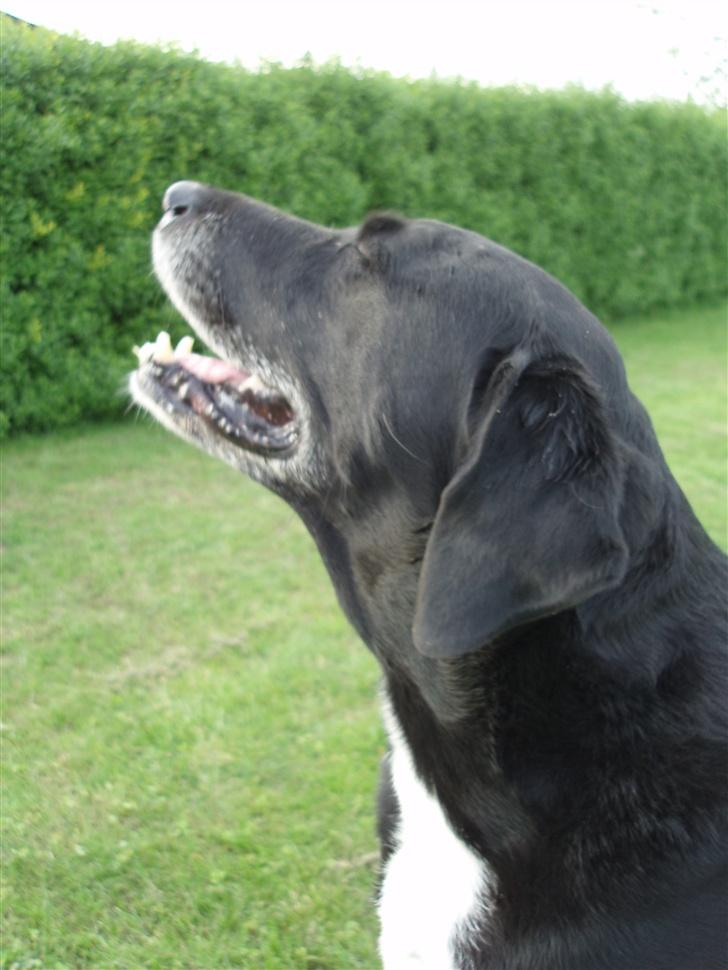Blanding af racer Nala  R.I.P - ingen udf. - He he hvor jeg hygger mig... billede 14