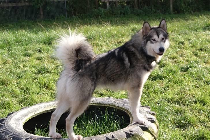 Alaskan malamute Yellow Snow's Brave Aslan - er jeg ikke en charmetrold billede 1