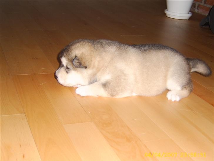 Alaskan malamute Yellow Snow's Brave Aslan - Aslan 2 uger gammel billede 3