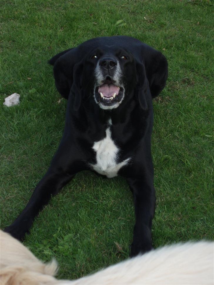 Blanding af racer Nala  R.I.P - ingen udf. - Hey.... billede 15